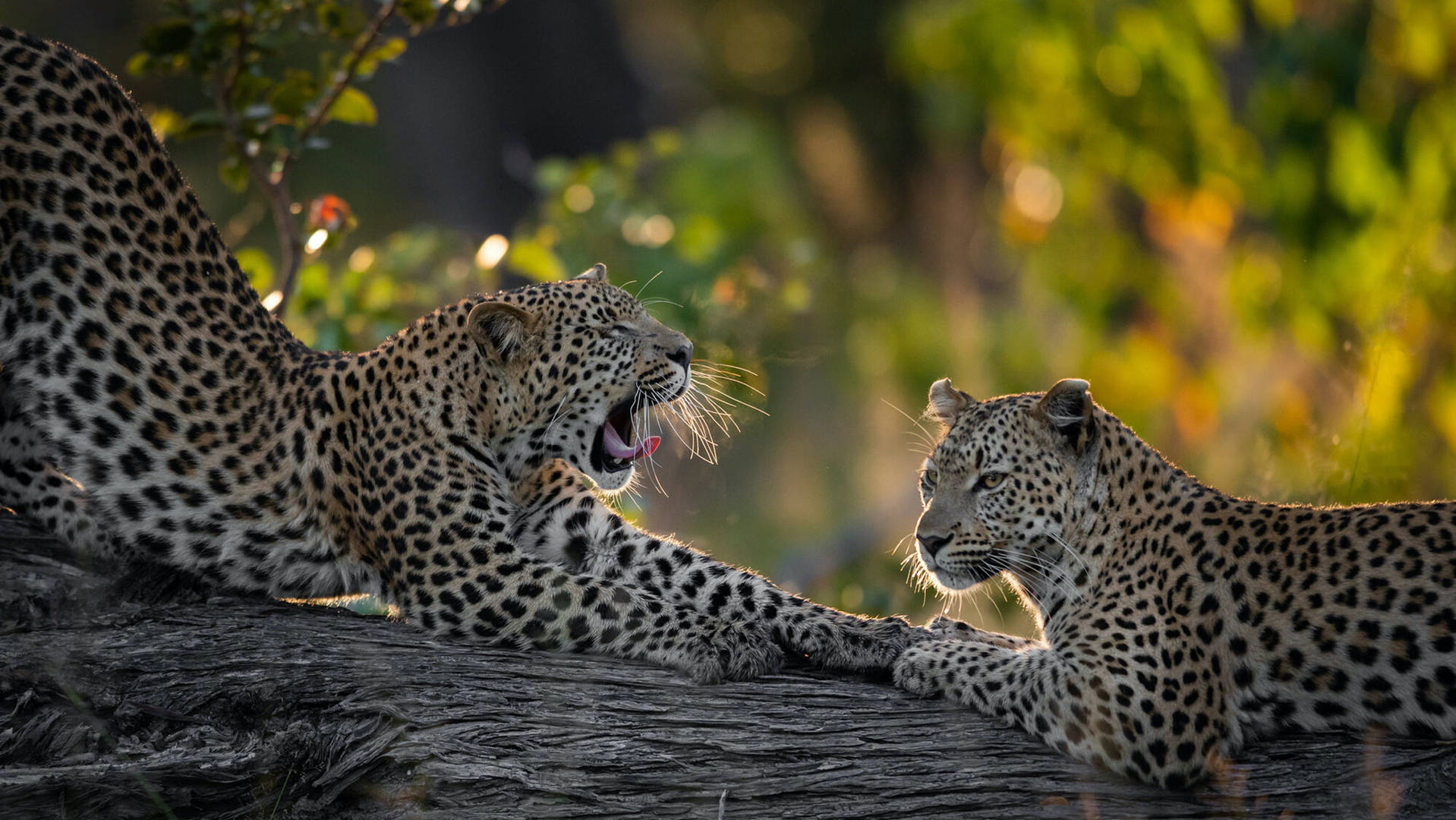 south african safari leopards