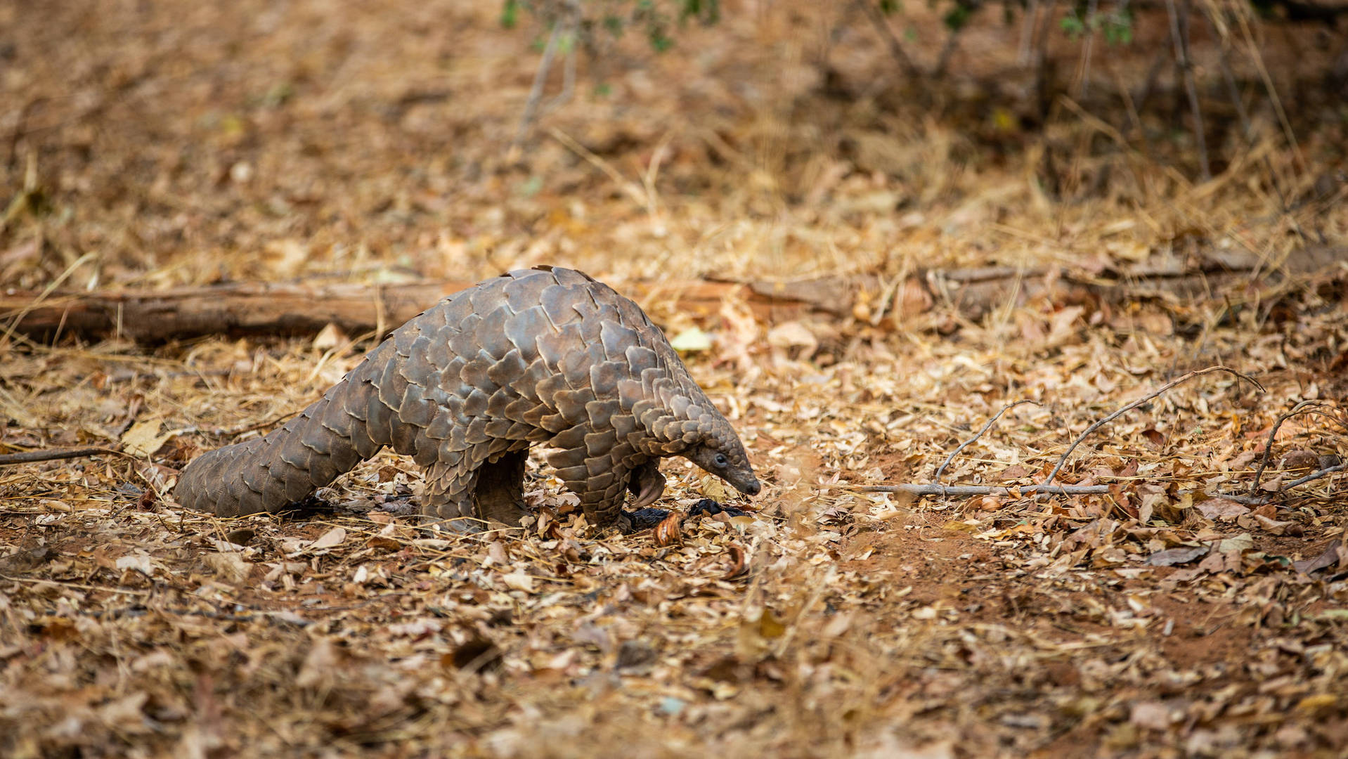 pangolin photo safaris tours