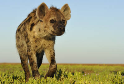 Spotted Hyena