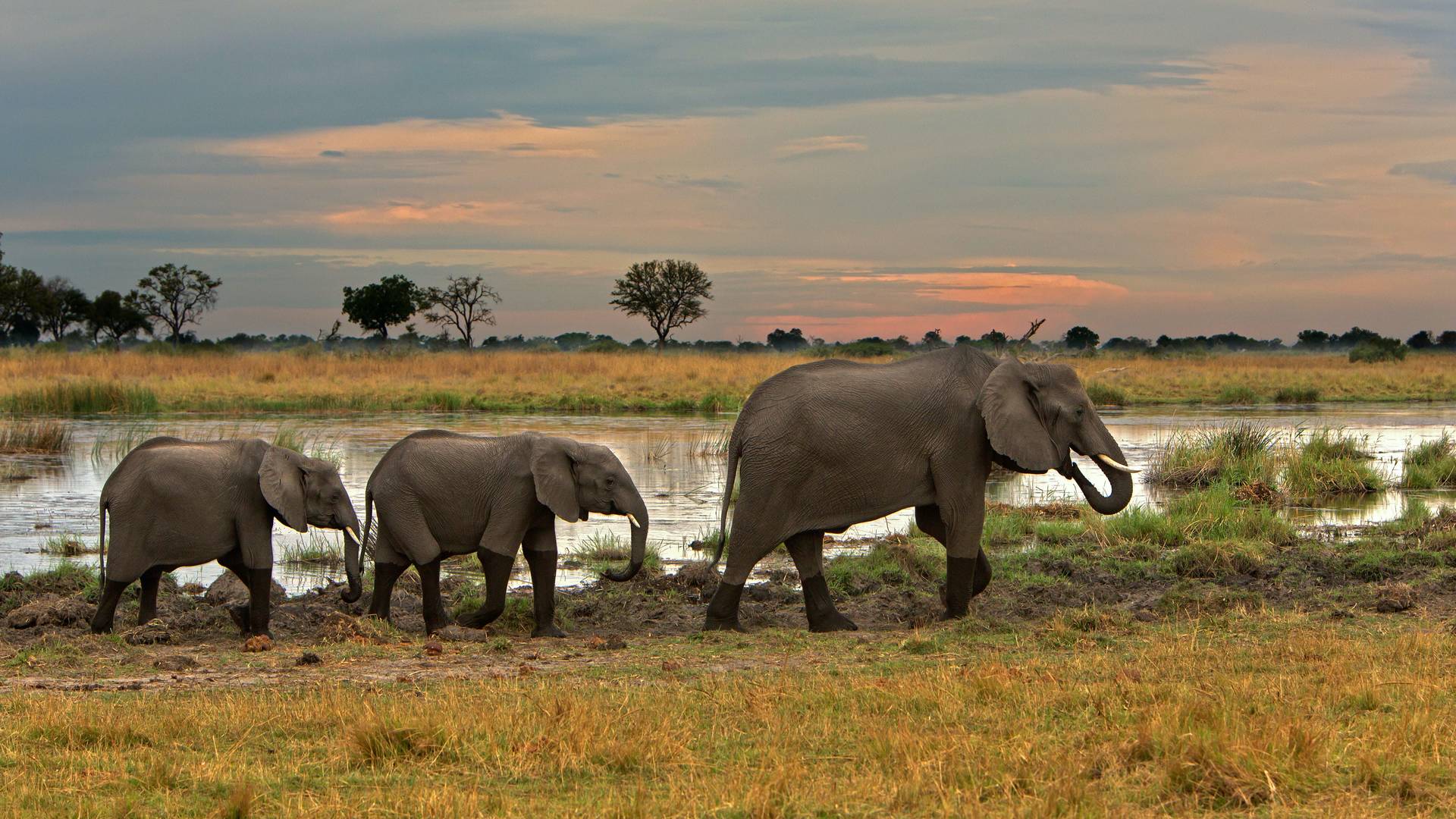 kenya elephant safari