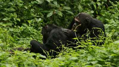 Chimpanzee