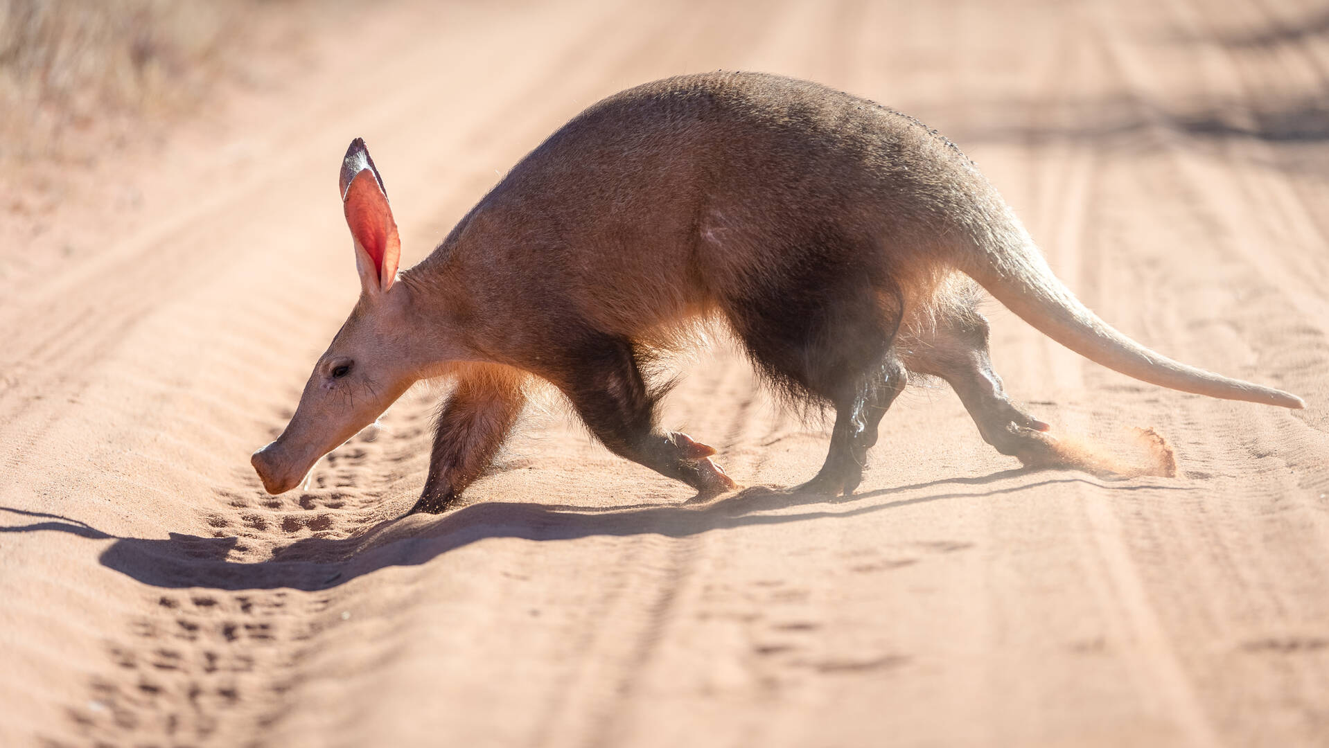 Aardvark