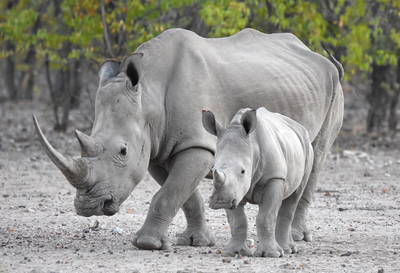 White Rhino 