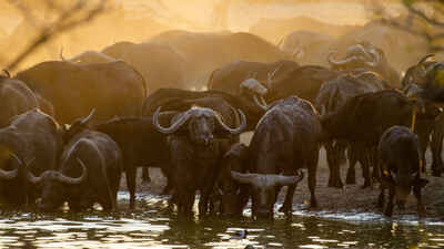 African Buffalo - South African Wildlife Guide