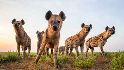 Spotted Hyena