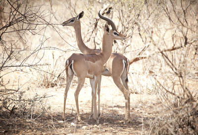 Gerenuk