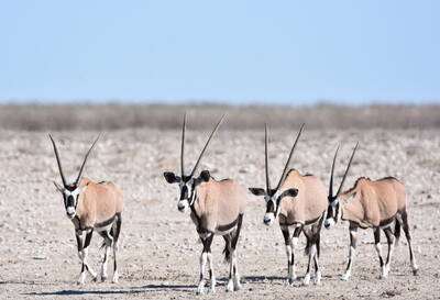 Oryx