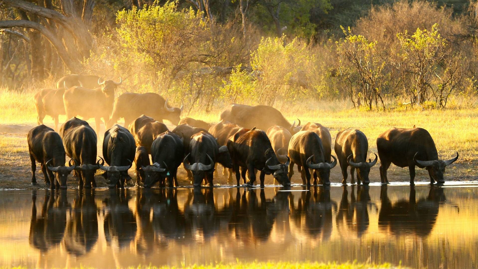 cape buffalo safaris in zimbabwe