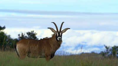 Roan antelope