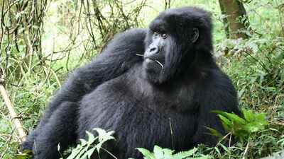 Mountain Gorilla