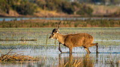 Sitatunga