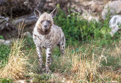 Striped Hyena