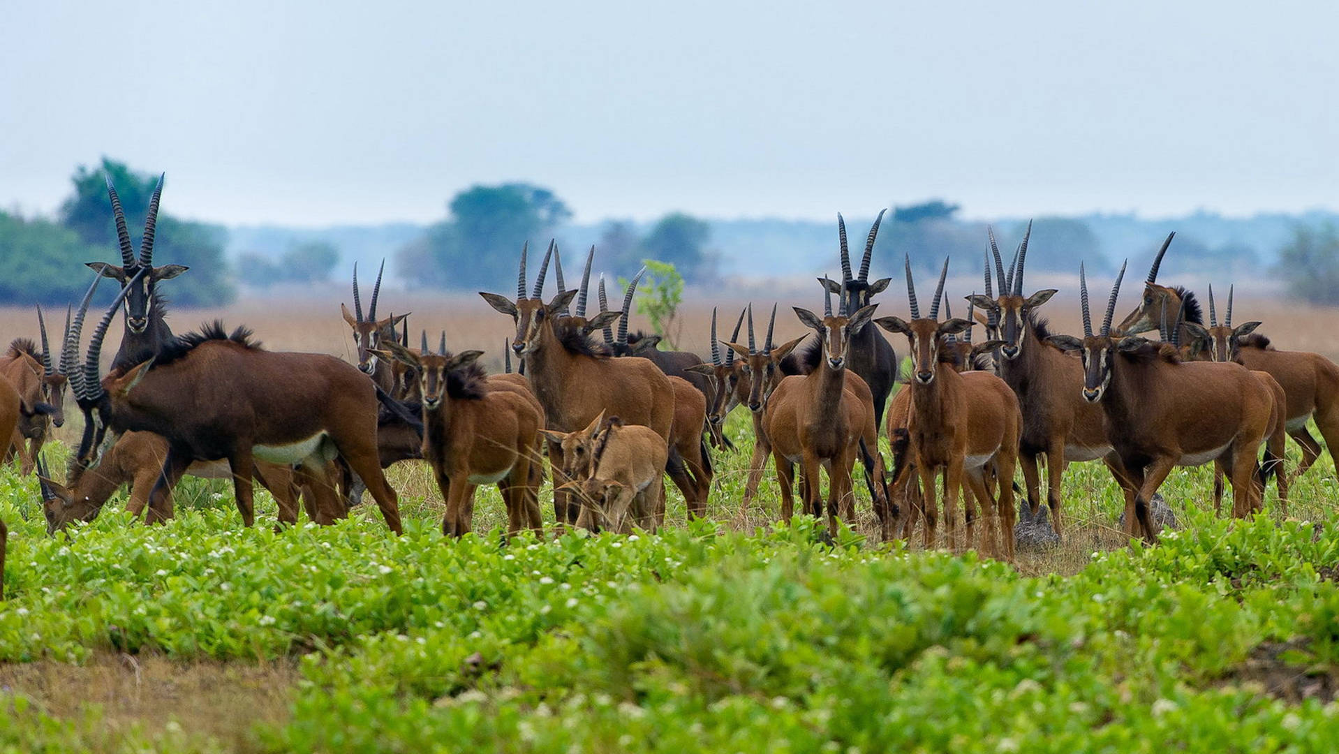 best safari locations malawi