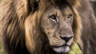 Lion