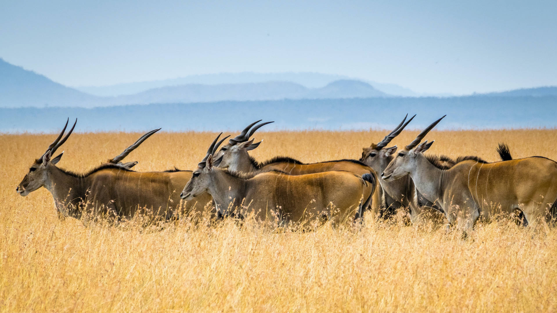 eland safaris photos