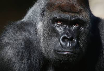 Mountain Gorilla