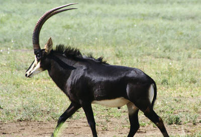 Sable antelope