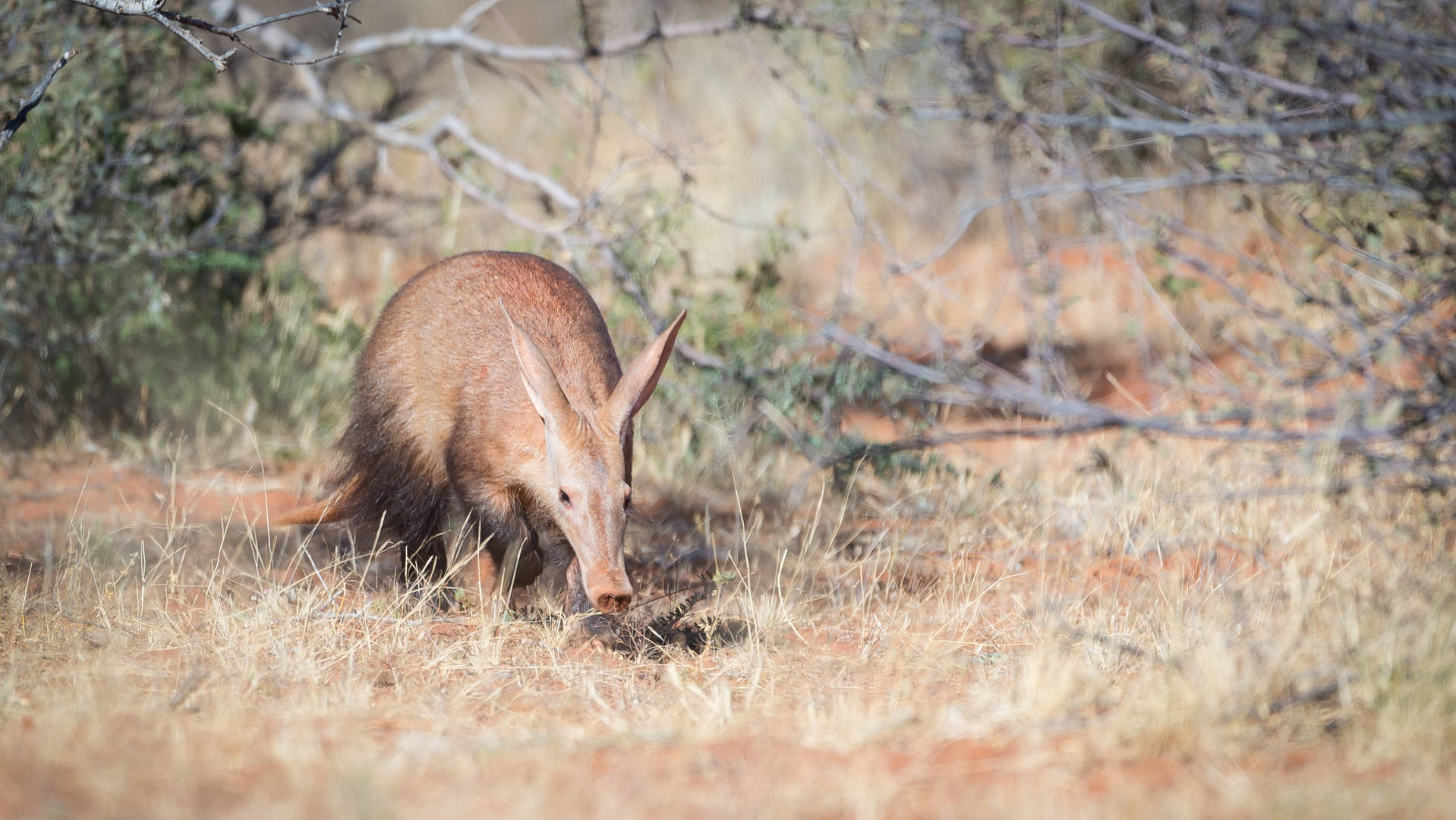 aardvark safaris tanzania