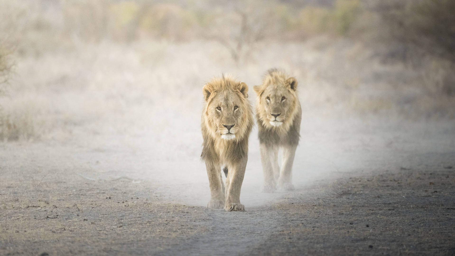 lion safari tanzania