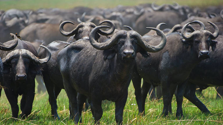 Indlejre hoppe færge Best safaris for Buffalo in South Africa | 12 sightings | Expert Africa