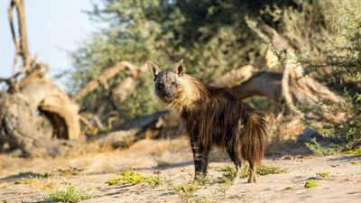 Brown Hyena