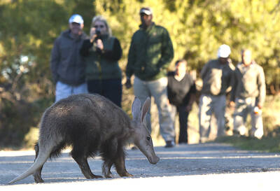 Aardvark