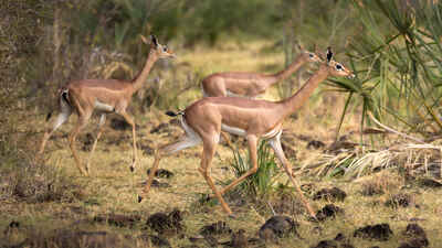 Gerenuk