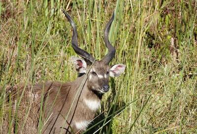 Sitatunga