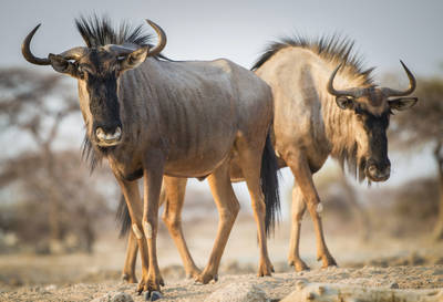 Wildebeest