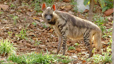 Striped Hyena