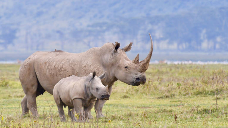 White Rhino in Botswana | UPSC | Okavango Delta