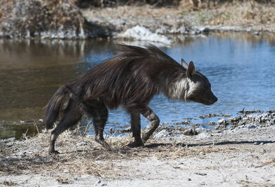 Brown Hyena