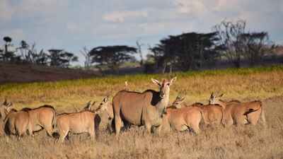 Eland