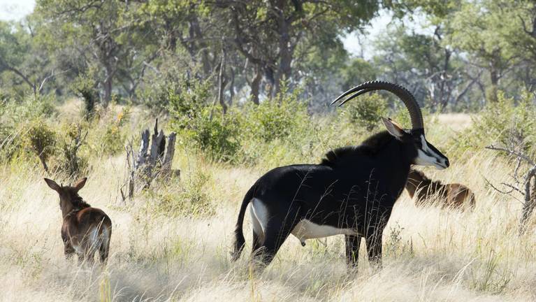 Sable  African Wildlife Foundation