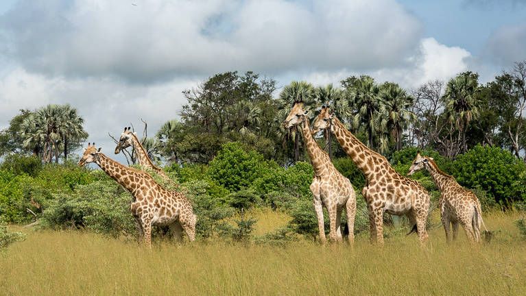 african safari giraffe