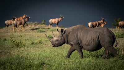 Black Rhino