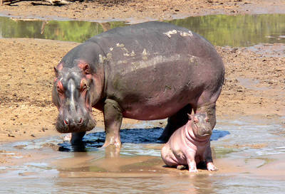 Hippo