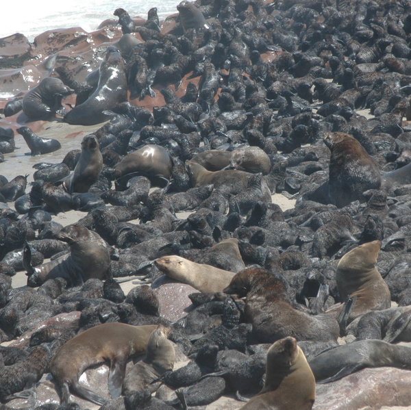 The rich waters around Cape Cross support huge numbers of seals,