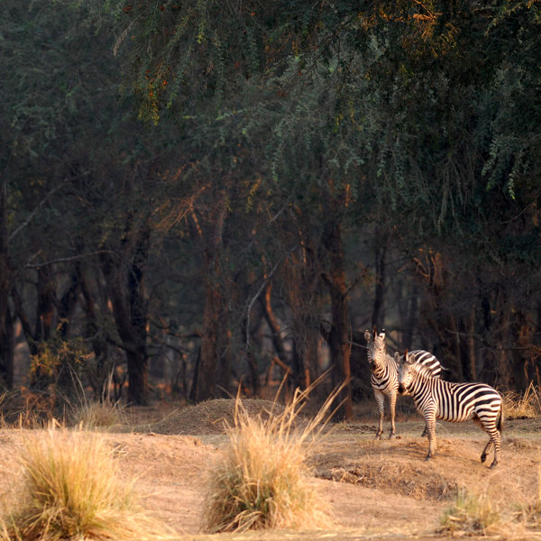 Its landscape varies from thick woodlands of winterthorn trees…