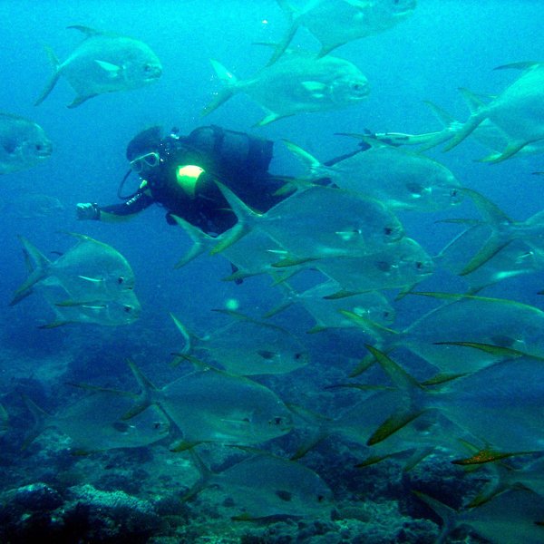 The Chole Bay area on Mafia Island is one of Tanzania’s best areas for diving.