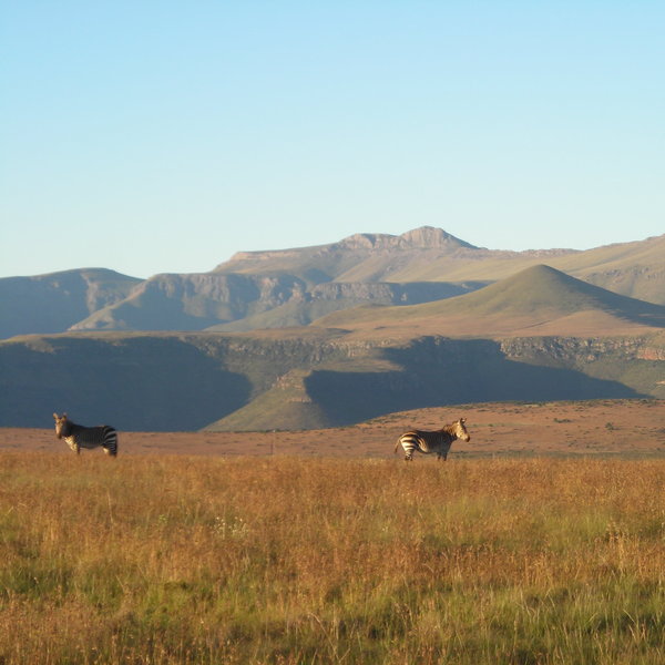 ...which is the Cape's best area for game viewing, for example zebra...