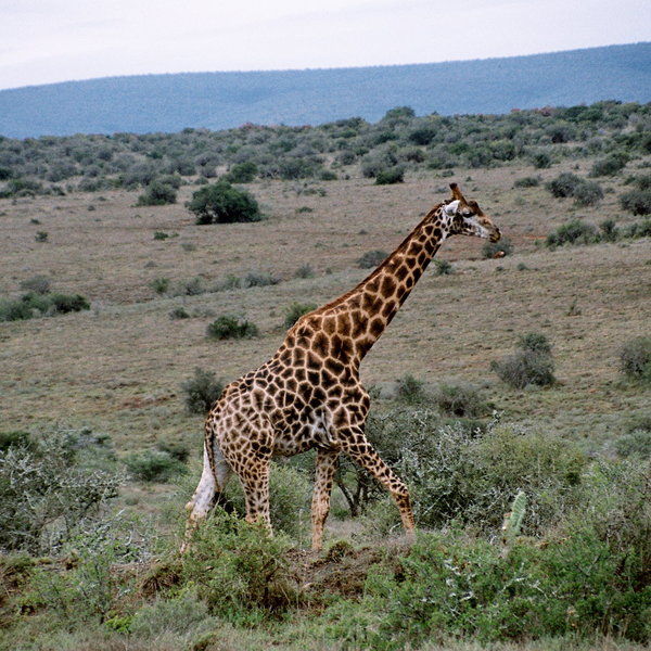 ...giraffe...