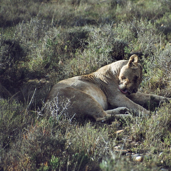 ...lion...