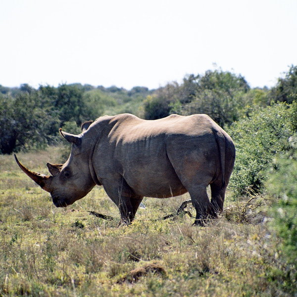 ...white rhino...