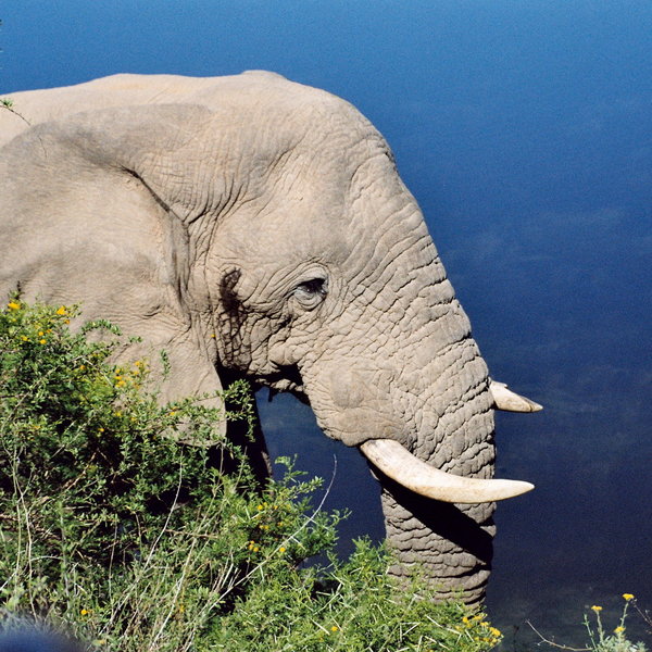...elephant...