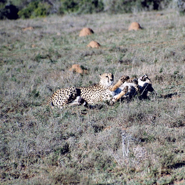 ...cheetah...