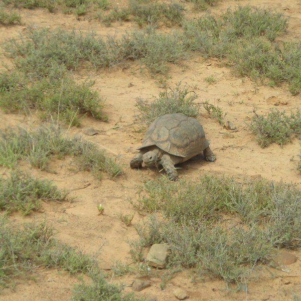 ...and tortoise.