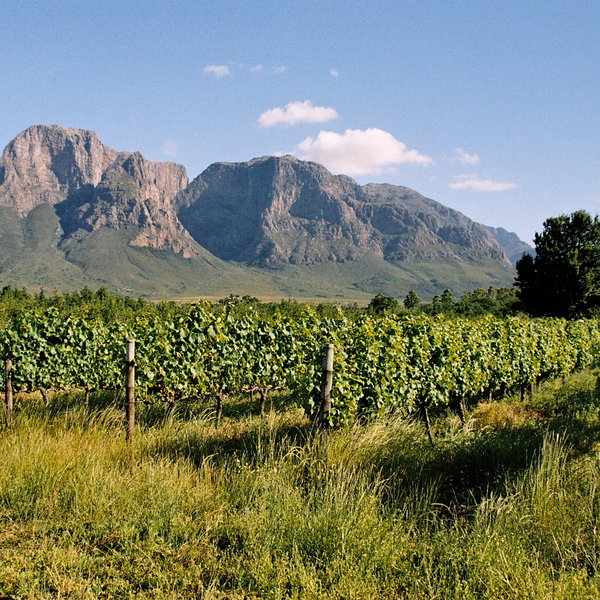 ...are the Cape's main wine producing regions.