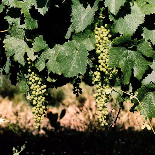 You can spend a few days here visiting vineyards...