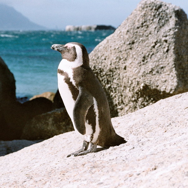 ...and visit the penguins at Boulders Beach.